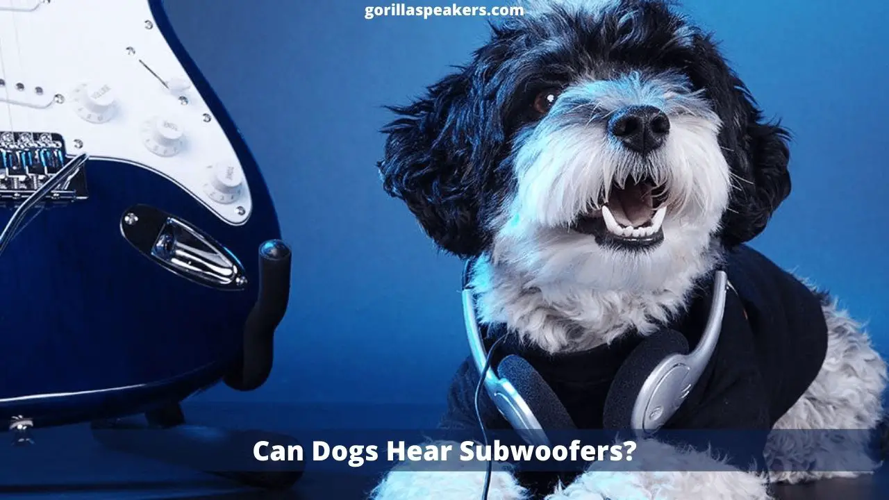 Can Dogs Hear Subwoofers